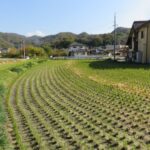 売地（農地用地）浅口市鴨方町本庄 画像5