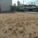 2号地:東から西へ向いて撮った写真です。 2号地:東から西へ向いて撮った写真です。