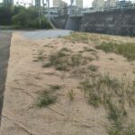 3号地:東から西へ向いて撮った写真です。 3号地:東から西へ向いて撮った写真です。